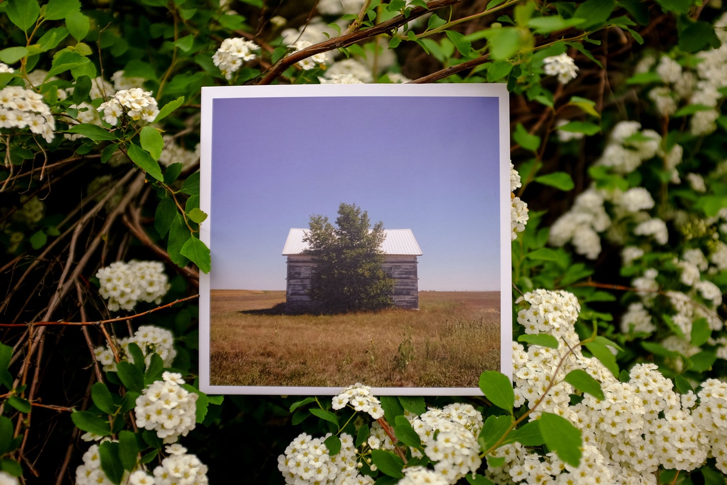 Cool Pastoral Splendor vinyl record
