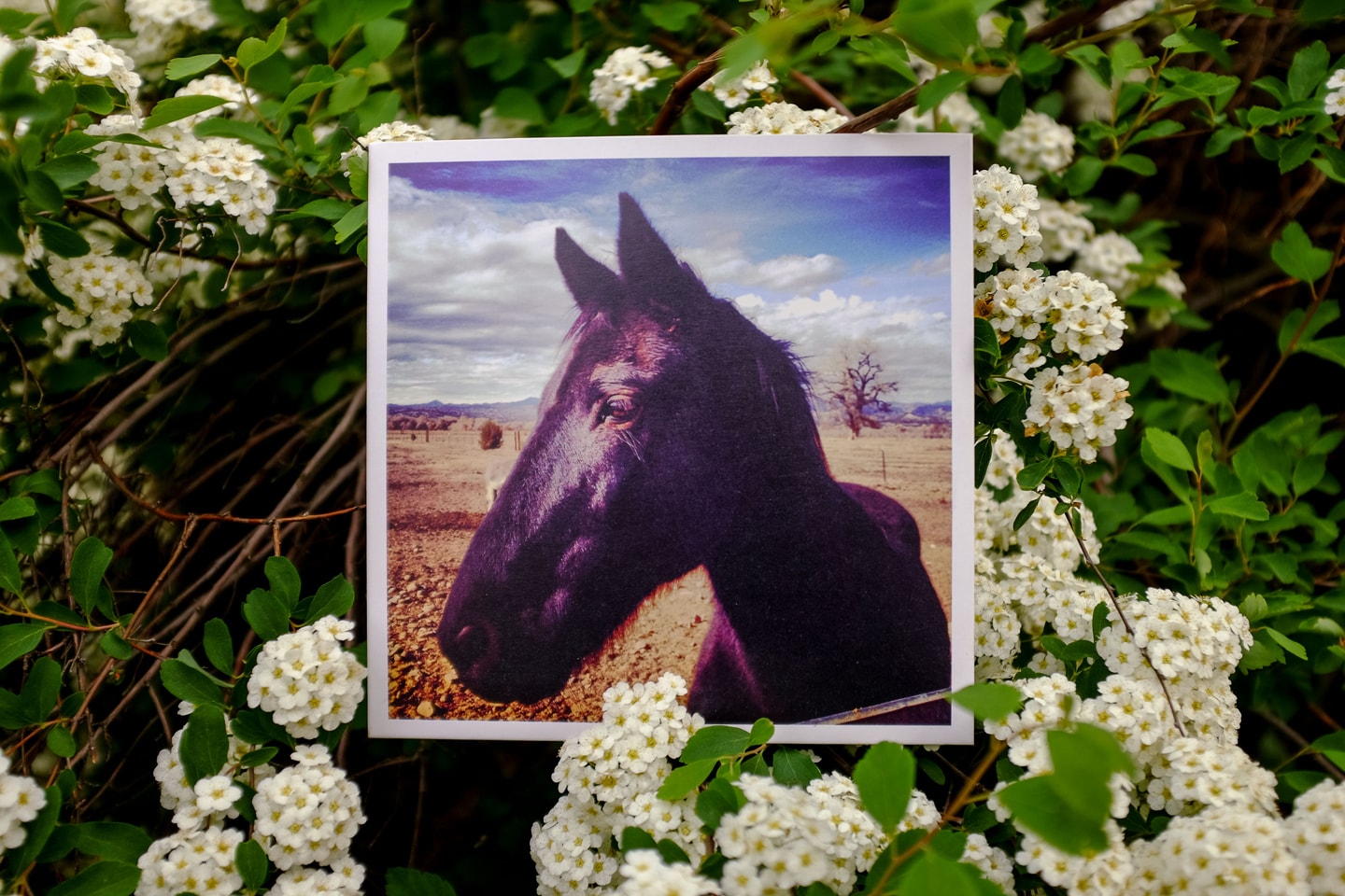An Equine Anthology vinyl record