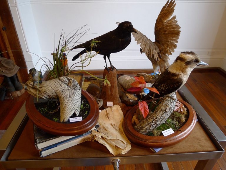 Cooperative Ornithology